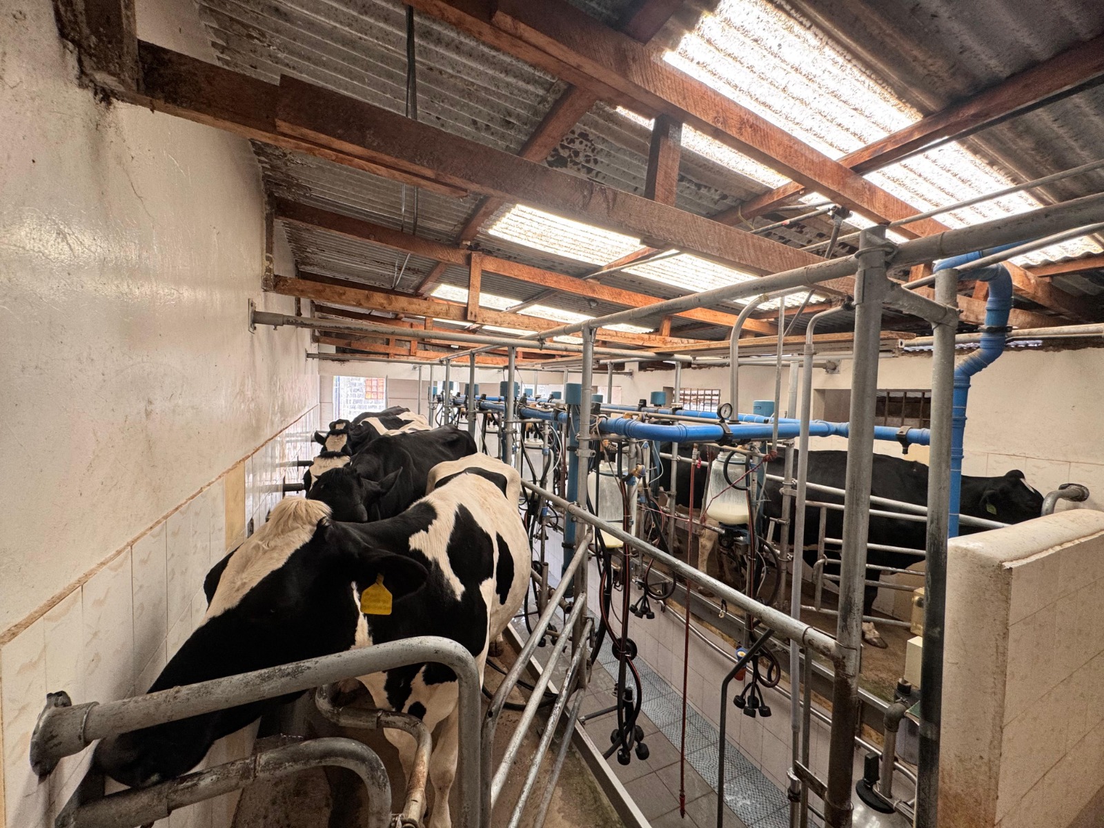 Double 5 Milking Parlor Image 1