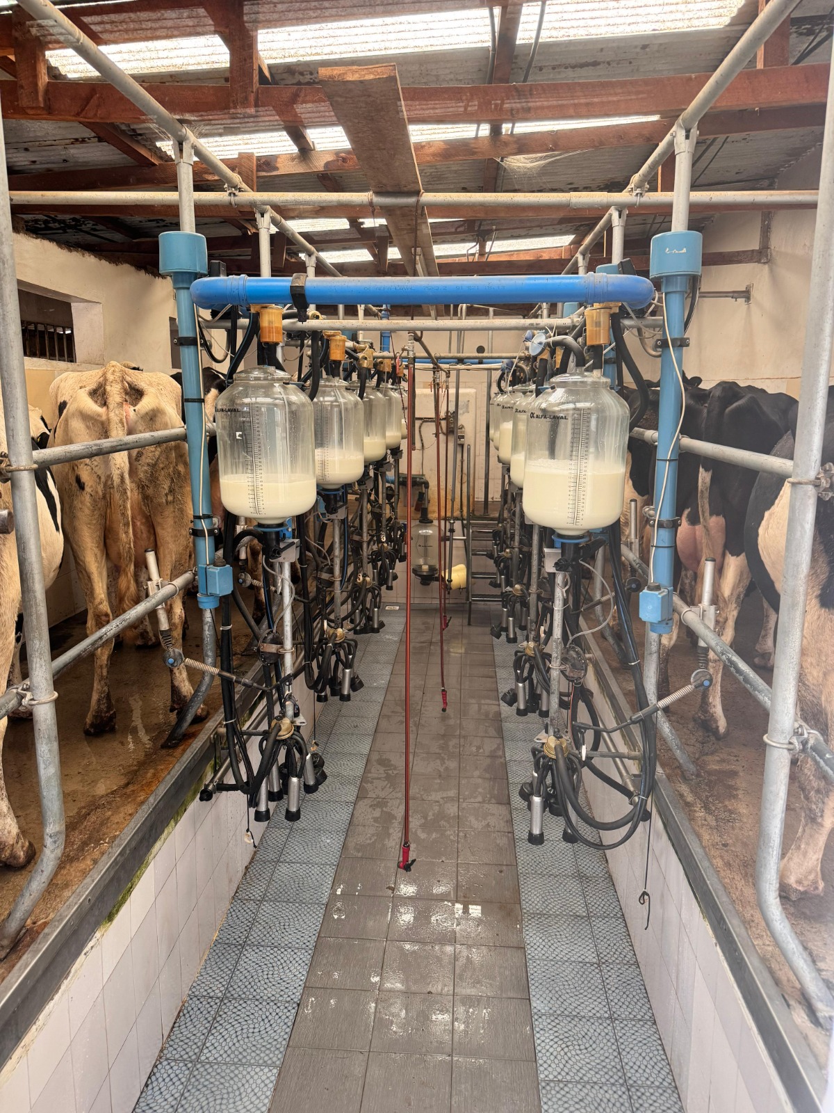 Double 5 Milking Parlor Image 2